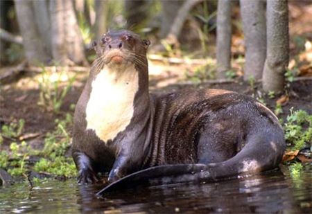 Giant Otter 01