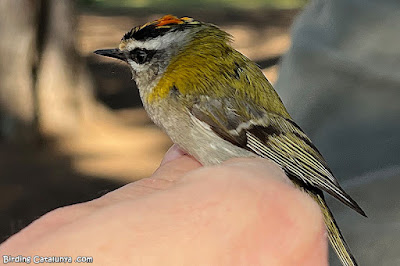 Bruel (Regulus ignicapilla)