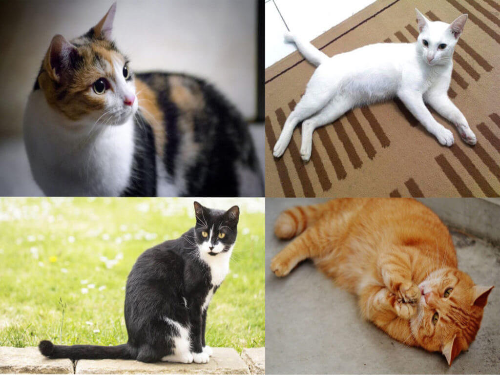 6 Jenis Kucing Popular Untuk Dipelihara Di Malaysia - SENTIASA 