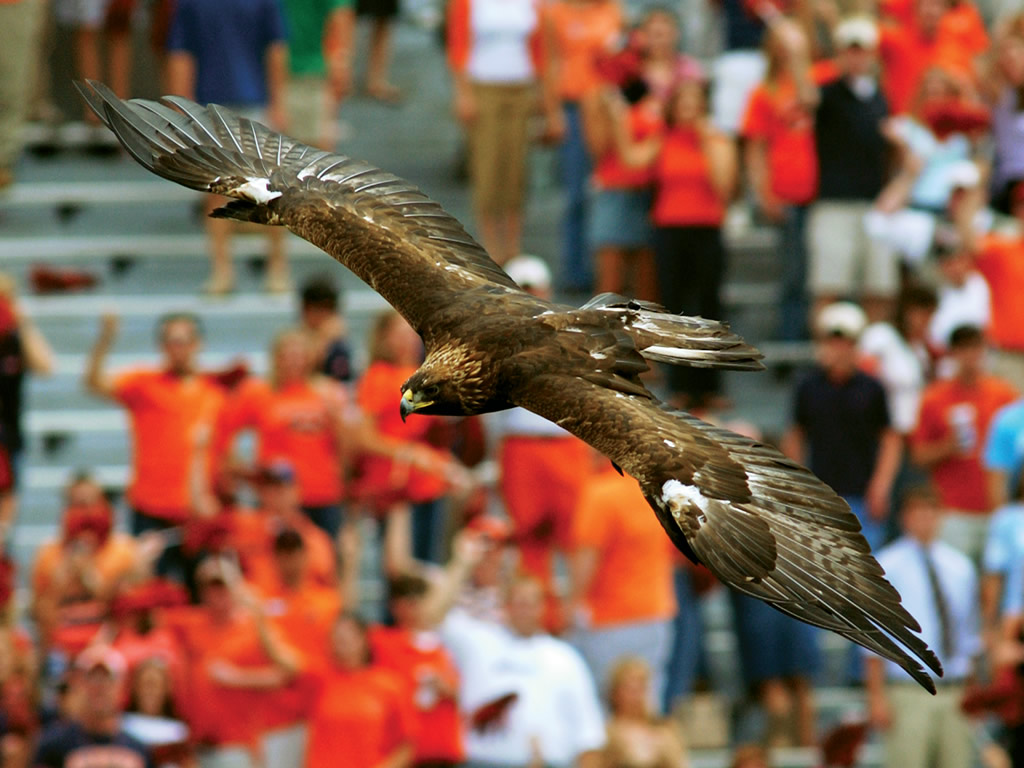 War Eagle win for Auburn,