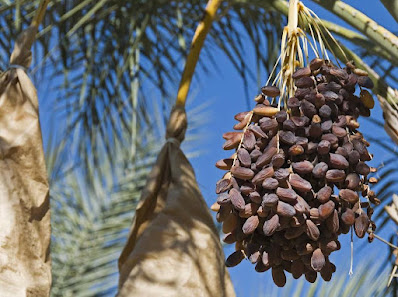 Cara Menanam Kurma Dari Biji Agar Tumbuhnya Lebih Lebat Dan Berbuah Banyak