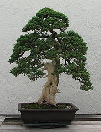 Informal upright style Juniper,bonsai