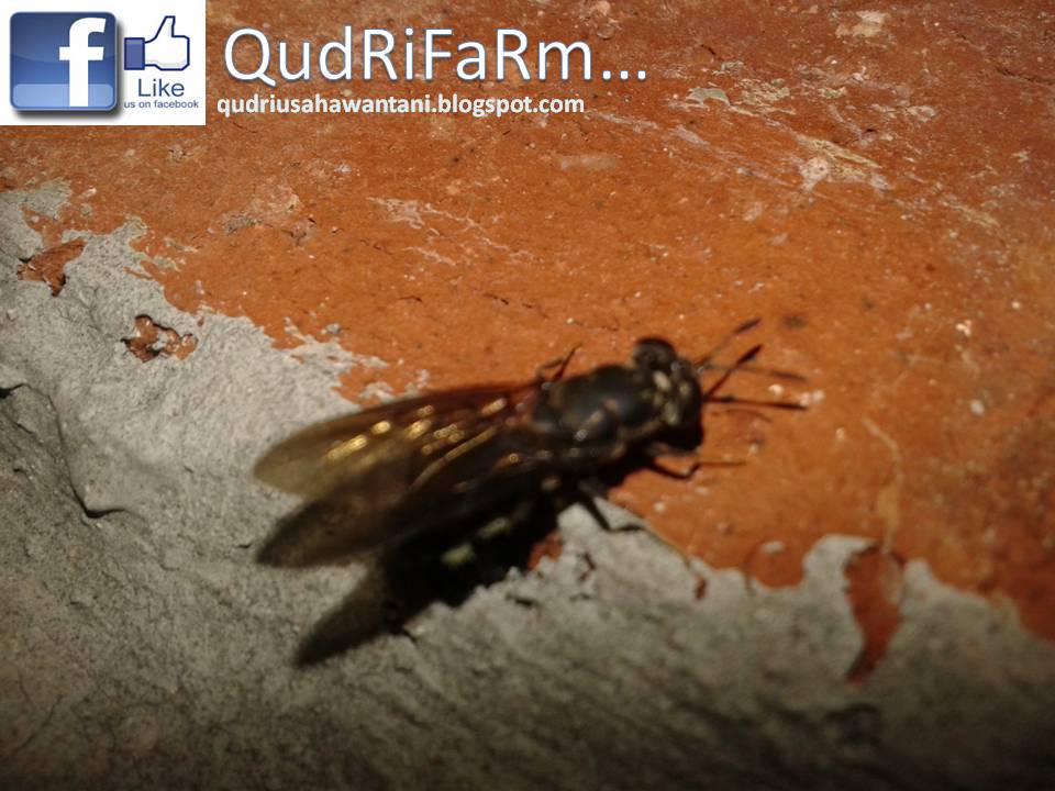 QudRiFaRm: Black Soldier Fly (BSF) @QudRiFaRm