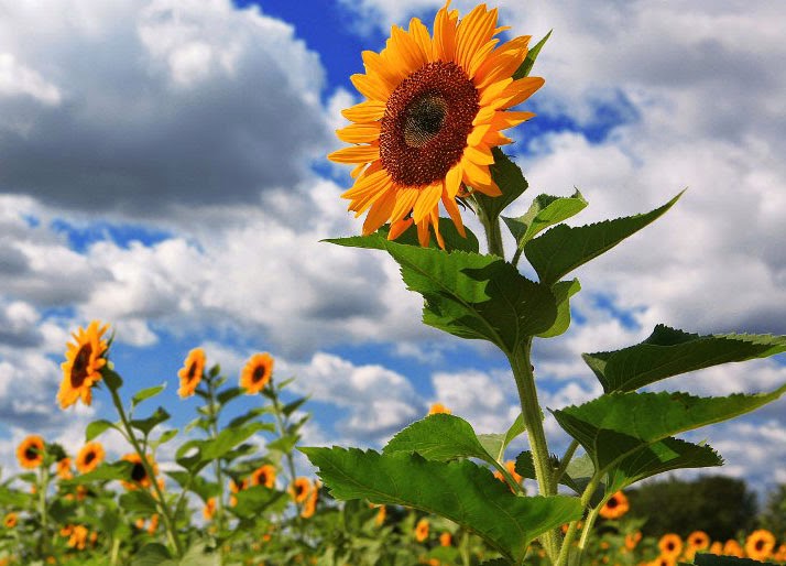 Berbagai Manfaat Dan Kegunaan Dari Bunga Matahari - Alam Pedia
