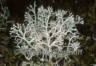 musgo caribu Cladonia rangiferina