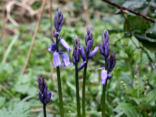 bluebells