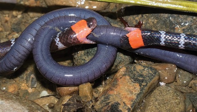 Duas cobras corais brigam por presa em registro inédito para a ciência