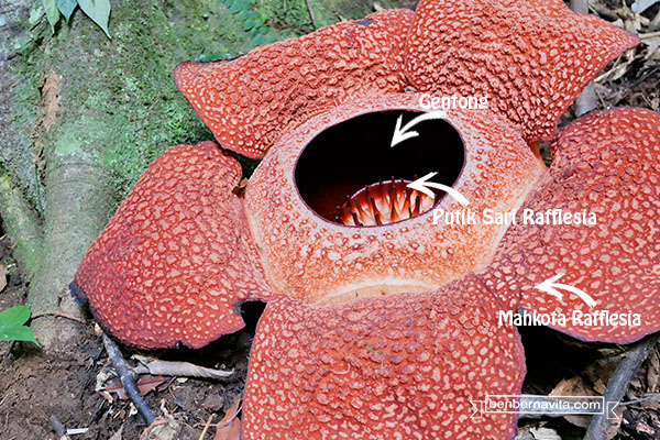 Perbedaan Bunga  Rafflesia dan Bunga  Bangkai Bernavita 