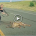 Will the POLICEMAN shoot the injured DEER ???