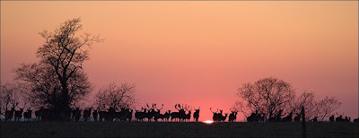 Creating Panoramic Landscapes