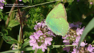 Callophrys rubi DSC113394