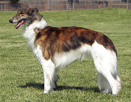 "Graceful Silken Windhound dog with a sleek coat and a gentle expression, showcasing its elegant and athletic nature."