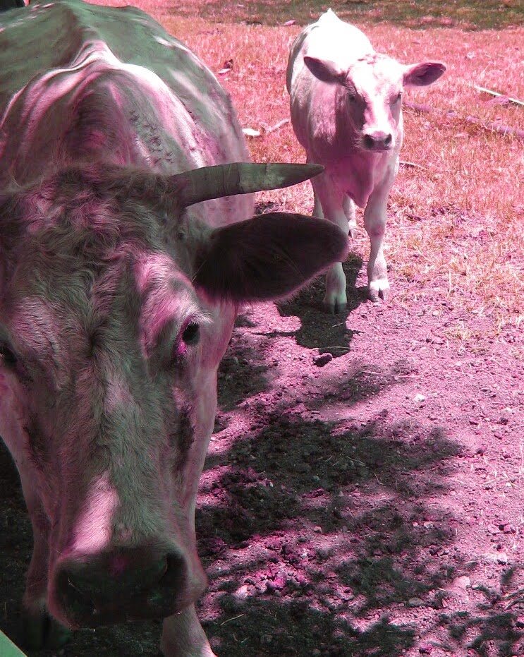 HeatherBlu: Pink Cows!