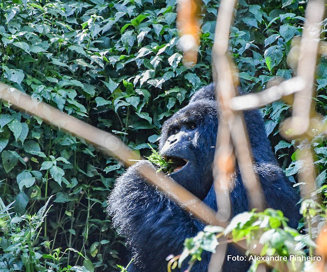 Gorila no Parque Bwindi, Uganda