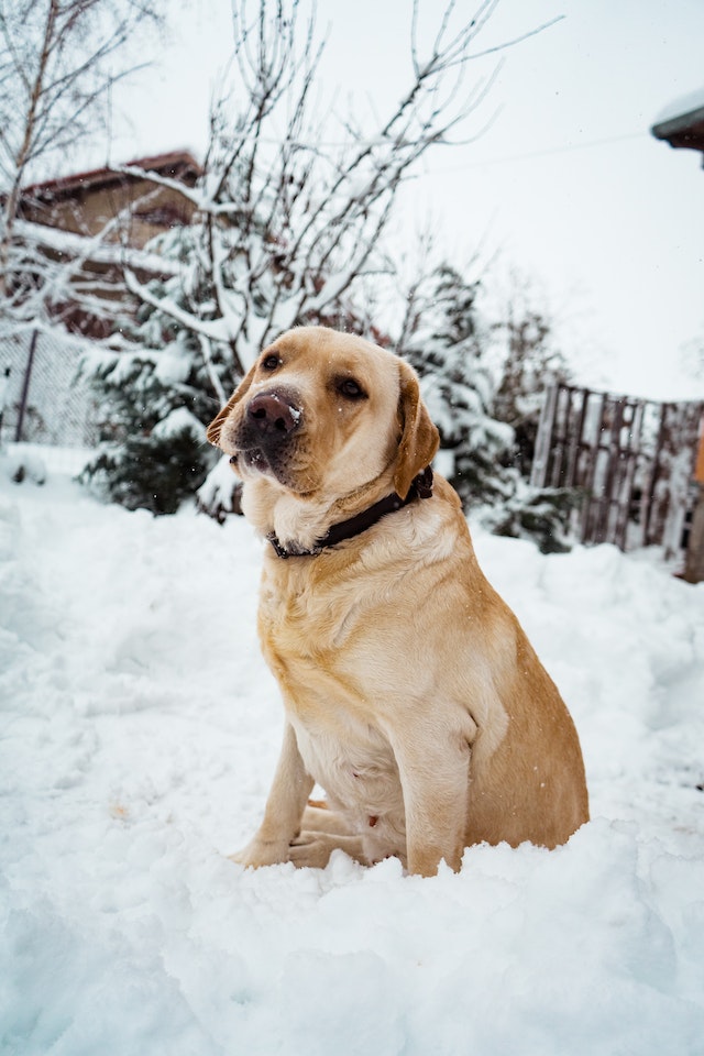 Labrador retriever - The seventh most brilliant dog breed in the world