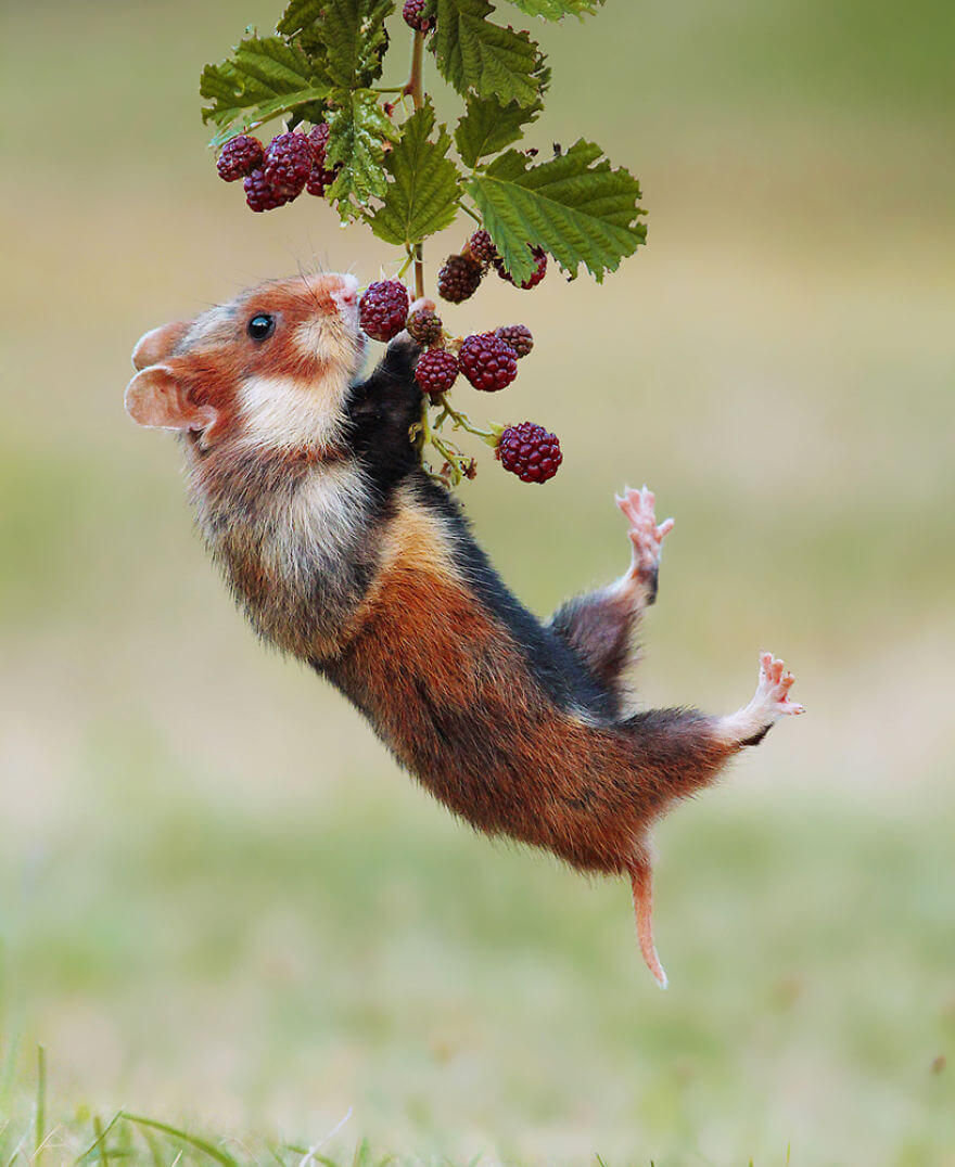 28 Breathtaking Pictures Of Wild Nature Captured By Award-Winning Austrian Photographer