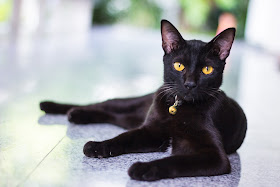 Black Cat relaxing (Photo via Adobe stock)