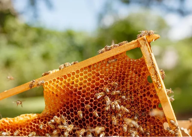 Impact on colony health bee