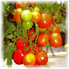 Cara menanam tomat, jenis-jenis tomat