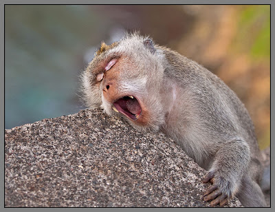 Fotografías de changos, monos, simios y primates