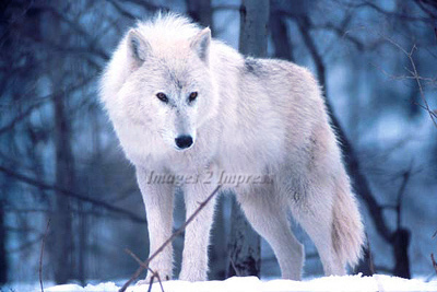 Wolf on Arctic Wolf