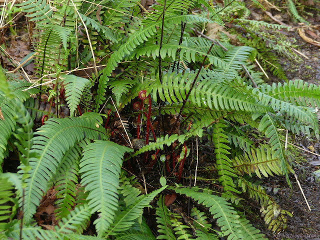 ferns rolling out spore producing fronds