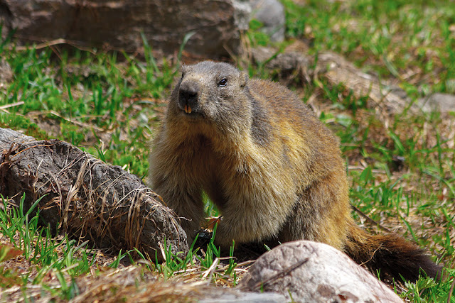 Resultado de imagem para Marmota