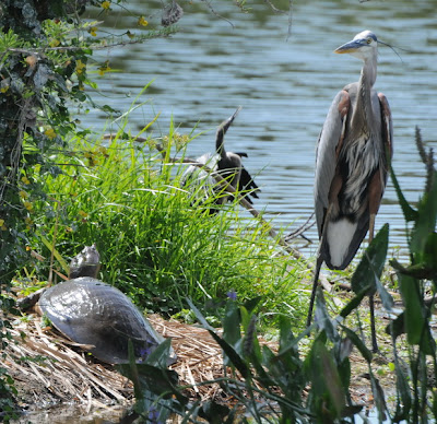 Great Blue Heron, Florida Softshell and Anhinga