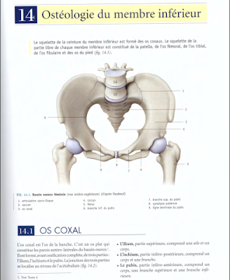 Télécharger Livre Gratuit ANATOMIE - Membre Inférieur - Ostéologie MI pdf