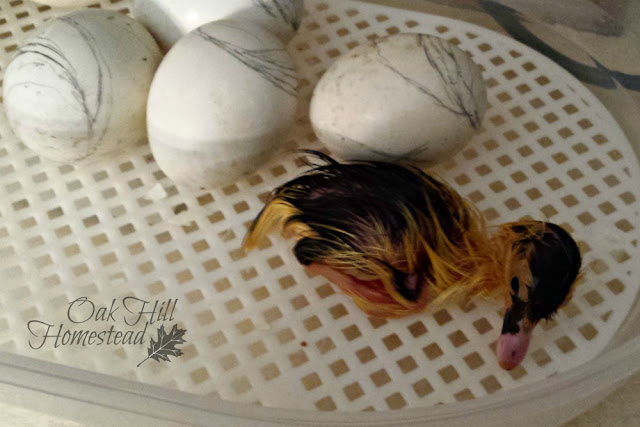 The first duckling has hatched!