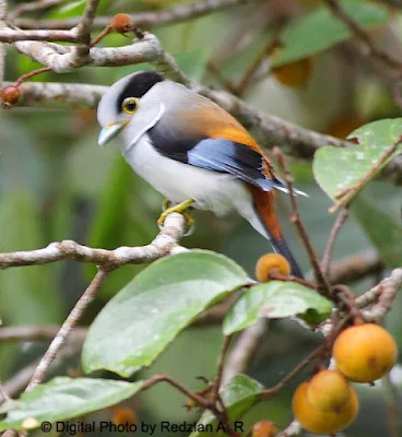 Silver-breasted Broadbill