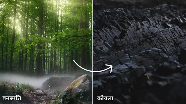 वनों का कोयले में परिवर्तन