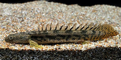 Palmas Ansorgi ( Polypterus ansorgii )