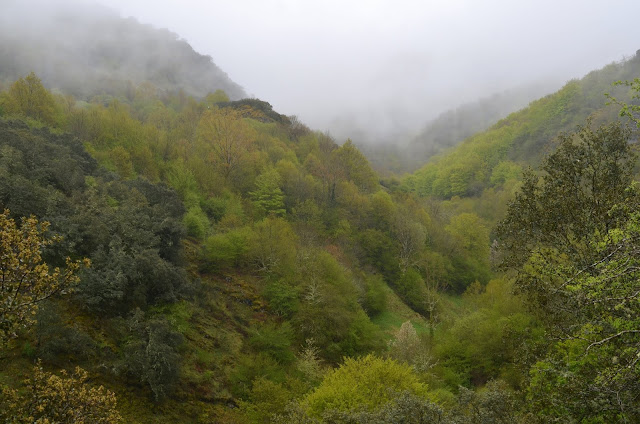 bosque da Devesa de Rogueira. Folgoso do Courel. Lugo