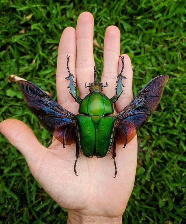 Mecynorhina torquata is one of the largest flower beetles in the world