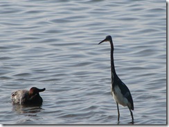 5672 Red Head Duck Tri Colored Heron South Padre Island Texas