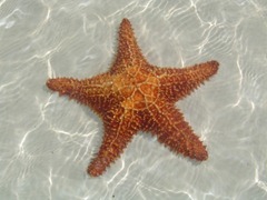estrella-de-mar