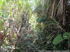 camiguin,hibok-hibok,volcano,mountain,mountaineering,panaad,walkway,station of the cross,lenten,volcano,mountaineering,philippine travel,philippine mapping,schadow1 expeditions,backpacking