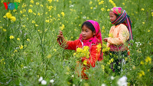 flowers blossoming in northwestern region of Vietnam