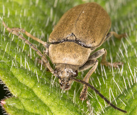 Orchid Beetle, Dascillus cervinus.  Orchid Bank at High Elms Country Park, 27 June 2013.