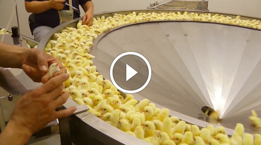 LEAKED Footage: Here’s What Monstrous Things They Do For The Sake Of The Meat Industry (VIDEO)