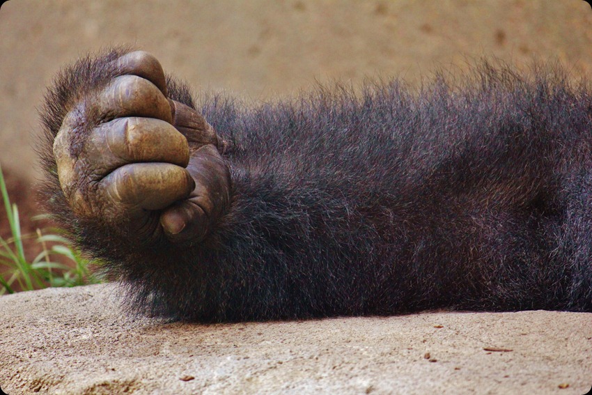 Zoo6 329