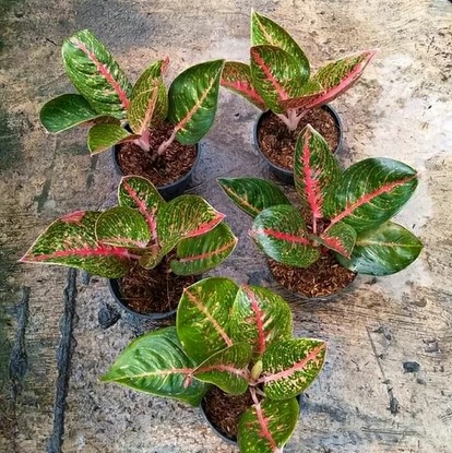 Plant Aglaonema Adelia