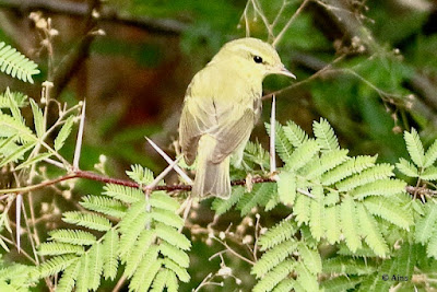 "Greenish Warbler - Phylloscopus trochiloides , perched on a babul branch."