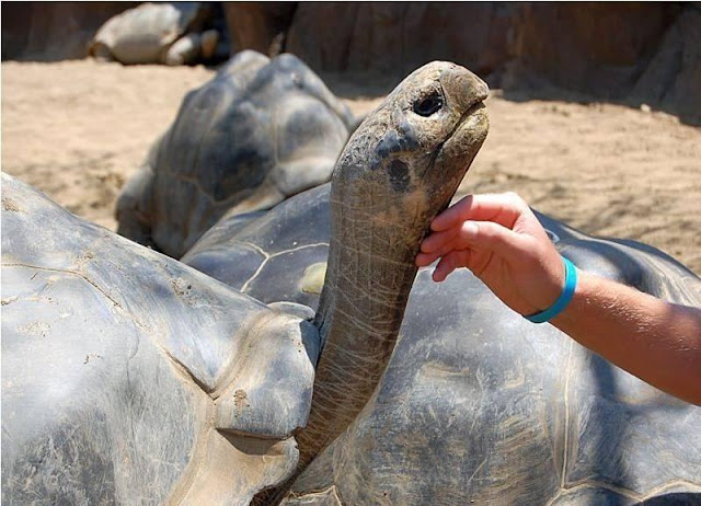 Animals - Galapagos Island Seen On www.coolpicturegallery.us