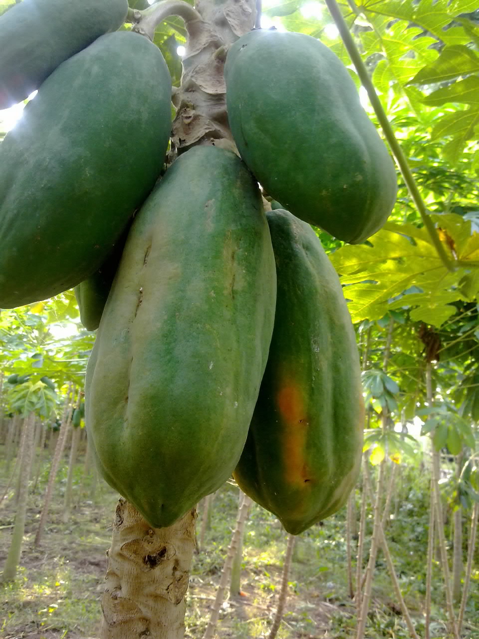 KARYA TANI NUSANTARA TULUNGAGUNG Gambar  Buah  Pepaya