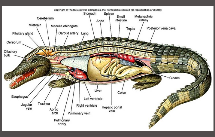 Organ Tubuh  Buaya Blog Kesehatan Anda