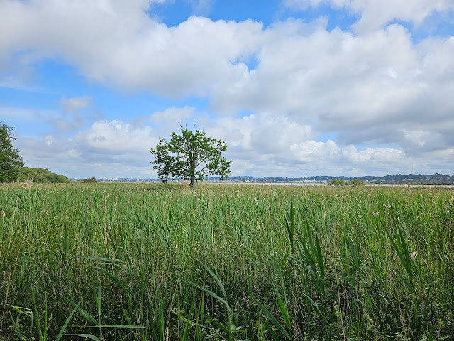 Image of wetland grasses and reeds in foreground with tree in centre. Cloudy sky