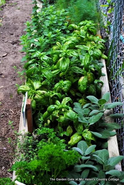 Garden Forecast: To Wet To Plow at Miz Helen's Country Cottage