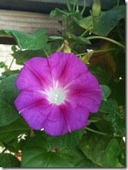 morning glory, 9-21-11